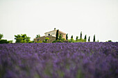 Lavendelfeld, bei Valensole, Plateau de Valensole, Alpes-de-Haute-Provence, Provence, Frankreich