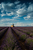 Lavendelfeld, bei Valensole, Plateau de Valensole, Alpes-de-Haute-Provence, Provence, Frankreich