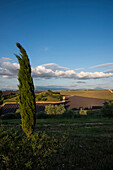 Lavender field, near Valensole, Plateau de Valensole, Alpes-de-Haute-Provence department, Provence, France