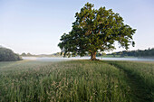 Oak tree at sunrise, Seeon-Seebruck, Chiemgau, Upper Bavaria, Bavaria, Germany
