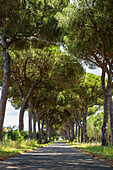 pine tree alley, Parco Naturale della Maremma, Tuscany, Italy