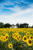 field of sunflowers, near Piombino, province of Livorno, Tuscany, Italy