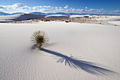 Soaptree, Yucca in dunes, Yucca elata, gypsum dune field, White Sands National Monument, New Mexico, USA