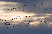 Snow Geese flying at dawn, Anser caerulescens atlanticus, Chen caerulescens, Bosque del Apache, New Mexico, USA