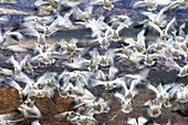 Schneegänse im Winterquartier, Anser caerulescens atlanticus, Chen caerulescens, Bosque del Apache, Neumexiko, USA