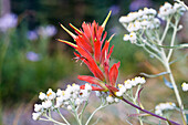Indian Paintbrush, Castilleja rhexifolia, Mount Rainier Nationalpark, Washington, USA , Mount Rainier Nationalpark, Washington, USA