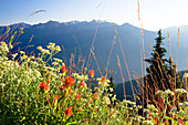 Bergblumen am Hurricane Ridge, Olympic Nationalpark, Washington, USA