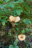 Bodenschicht im Wald mit Pilzen, Olympic Nationalpark, Washington, USA