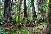 Regenwald, Hoh Rainforest, Olympic Nationalpark, Washington, USA