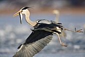 Graureiher mit Fisch im Flug, Ardea cinerea, Usedom, Deutschland