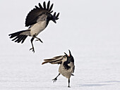 Nebelkrähen streiten, Corvus corone cornix, Usedom, Deutschland
