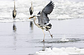 Graureiher, Ardea cinerea, Usedom, Deutschland