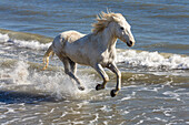 Camargue horse running in water, Camargue, Southern France
