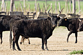 Camargue Bulls, Bos primigenius taurus, Camargue, France