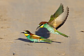 Bee-eater, pair, Merops apiaster, Bulgaria, Europe