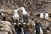 Black-browed Albatrosses, pair in rockhopper penguin-rookery, Diomedea melanophris, New Island, Falkland Islands, Falkland Islands, Subantarctic