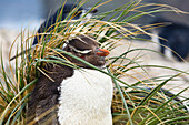 Rockhopper Penguin, Eudyptes chrysocome, Falkland Islands, Subantarctic, South America