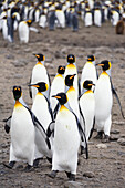 King Penguins walking, Aptenodytes patagonicus, Salisbury Plains, South Georgia, Antarctica