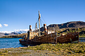 wrecked whaling ships of the former whaler station Grytviken, King Edward Cove, South Georgia, South Sandwich Islands, British overseas territory, Subantarctic, Antarctica
