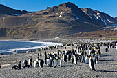 King Penguins, Aptenodytes patagonicus, St. Andrews Bay, South Georgia, Antarctica