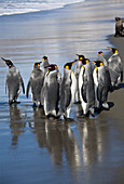 King Penguins on the beach, Aptenodytes patagonicus, St. Andrews Bay, South Georgia, Antarctica