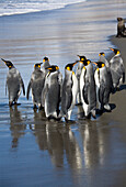 Königspinguine am Strand, Aptenodytes patagonicus, St. Andrews Bay, Süd Georgien, Antarktis