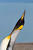 King Penguin, Aptenodytes patagonicus, St. Andrews Bay, South Georgia, Antarctica
