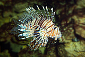 Common Lionfish, Pterois volitans, Pacific Ocean, captive