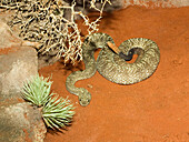 Rattlesnake, Crotalus vegrandis, South America, captive