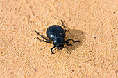Darkling Beetle in the libyan desert, Libya, Sahara, North Africa