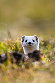 Hermelin im Winterfell, Großes Wiesel, Mustela erminea, Deutschland