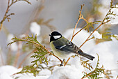 Kohlmeise im Frühjahr im Schnee, Weibchen, Parus major, Bayern, Deutschland, Europa