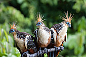 Hoatzins im Regenwald, Opisthocomus hoazin, Tambopata Reservat, Peru, Suedamerika