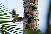 White-bellied Parrots in rainforest, Pionites leucogaster xanthomeria, Tambopata National Reserve, Peru, South America