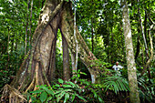 Baumriese mit Brettwurzeln im Regenwald am Tambopata River, Tambopata Reservat, Peru, Südamerika