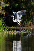 White-necked Heron in rainforest at Tambopata river, Ardea cocoi, Tambopata National Reserve, Peru, South America