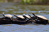 Amazon River Turtles, Podocnemis unifilis, Tambopata National Reserve, Peru, South America