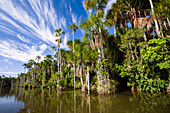 Buriti Palmen am Sandoval Lake, Mauritia flexuosa, Tambopata Reservat, Peru, Südamerika