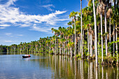 Touristenboot und Buriti Palmen am Sandoval Lake, Mauritia flexuosa, Tambopata Reservat, Peru, Südamerika
