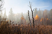 Herbststimmung im Moor, Oberbayern, Deutschland, Europa