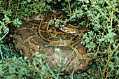 Tigerpython, Python molurus, Indien