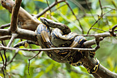 Snake in tree, Boa constrictor, Costa Rica