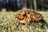 Toads mating, Bufo bufo, Bavaria, Germany