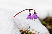 Mountain flower, Soldanella alpina, Wetterstein Mountains, Upper Bavaria, Alps, Germany