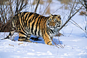 Young Siberian Tiger in snow, Panthera tigris altaica, China, captive