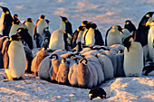 Emperor Penguin with chicks, kindergarden, Aptenodytes forsteri, Antarctica