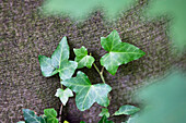 Ivy climbing tree, Hedera helix, Upper Bavaria, Germany