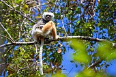 Diademed Sifaka with baby, Propithecus diadema, Andasibe Mantadia National Park, Madagascar, Africa