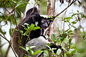 Indri, Indri indri, Regenwald, Andasibe Mantadia Nationalpark, Ost-Madagaskar, Afrika