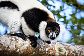 Black and white ruffed Lemur, Varecia variegata, East Madagascar, Africa